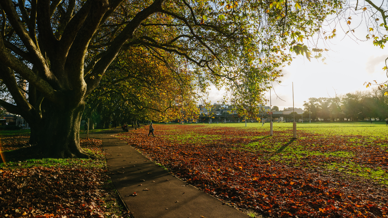 Victoria Park in Auckland