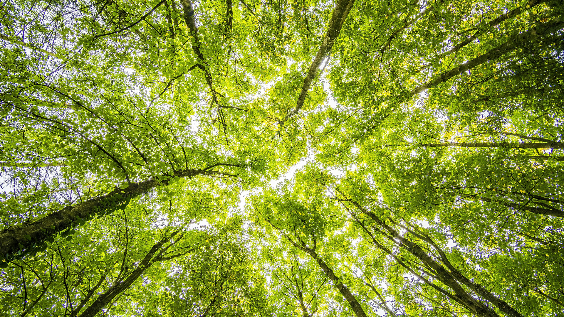 Sustainability at NZICC